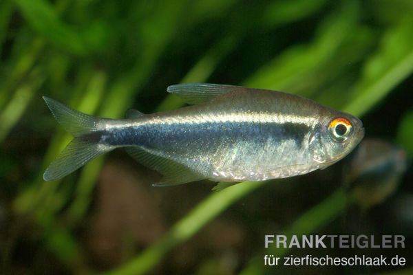 Preview: Schwarzer Neon - Hyphessobrycon herbertaxelrodi